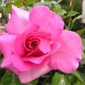 R_Manou Meilland_DM03